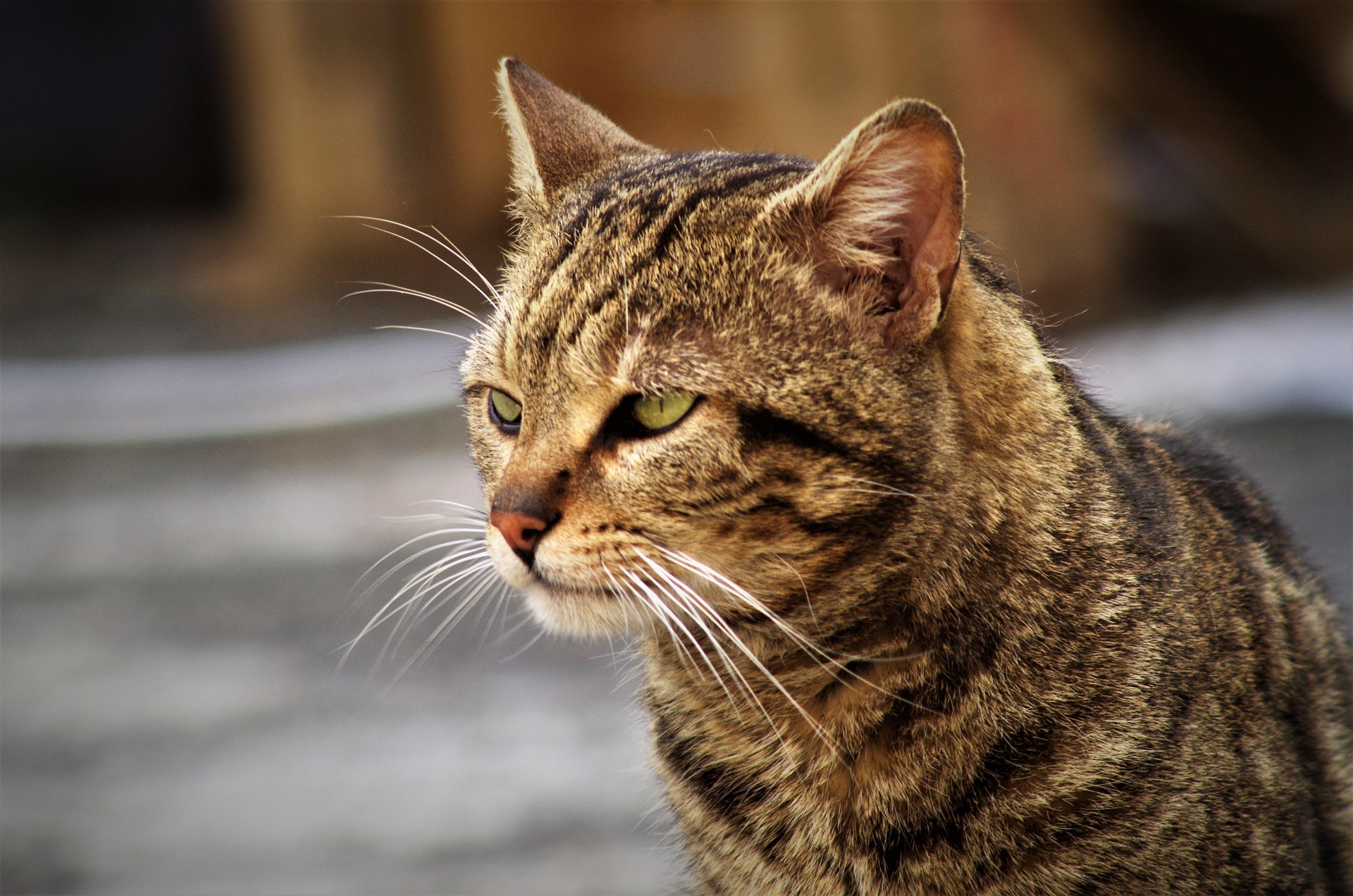 A brown tabby street cat with bright green eyes