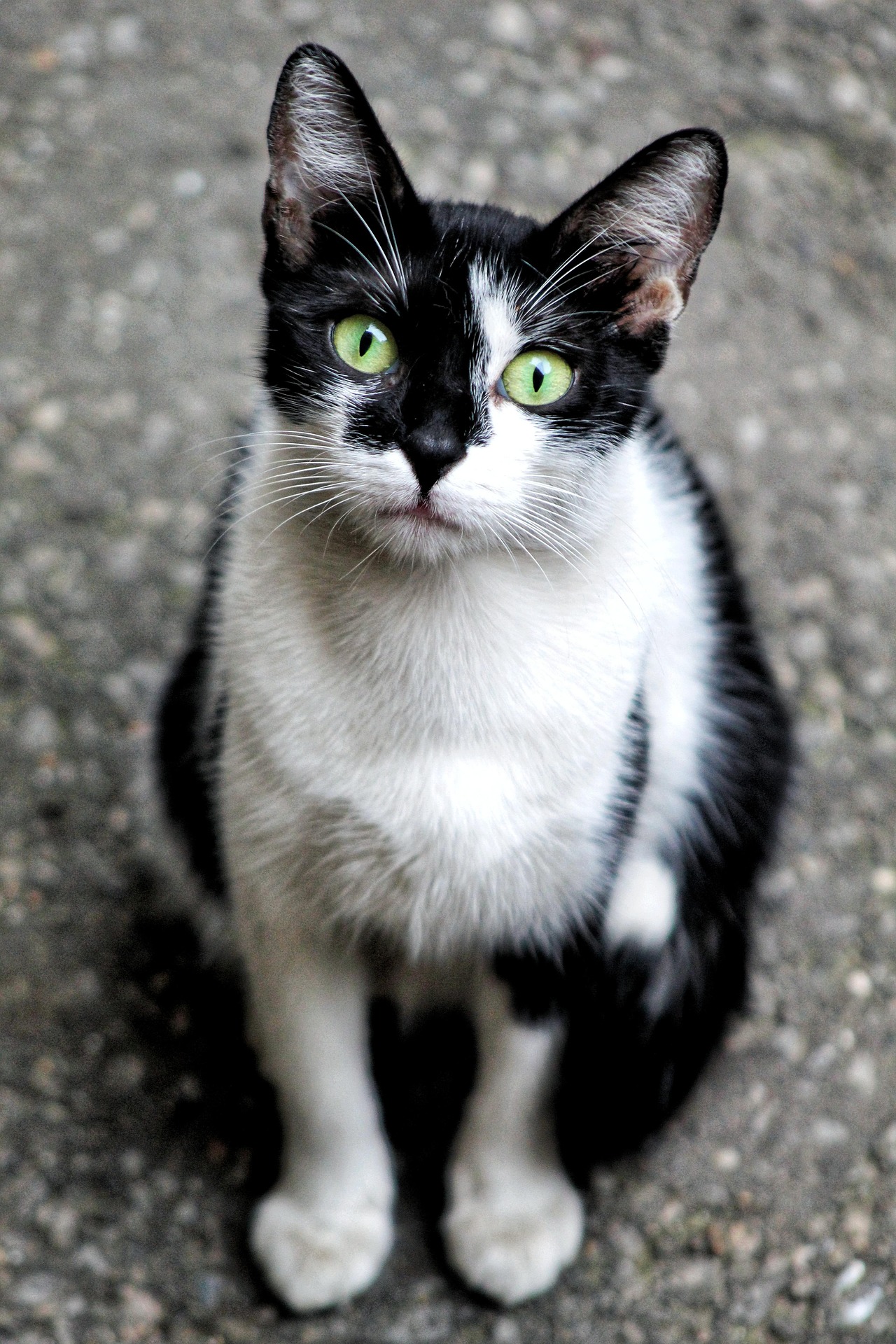A black-and-white tuxedo street cat with bright green eyes looking up